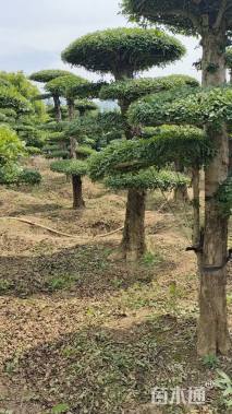 10公分对节白蜡