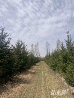 高度300厘米云杉