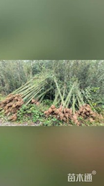 地栽苗刚竹