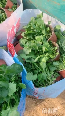 高度20厘米大滨菊