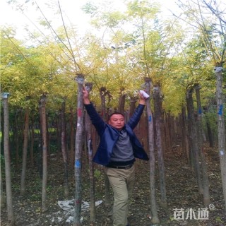 5公分金枝槐