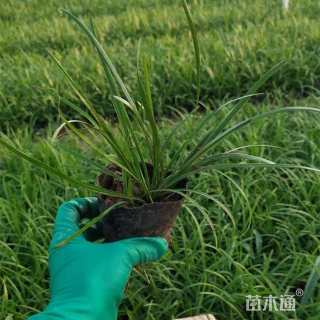高度15厘米沿阶草