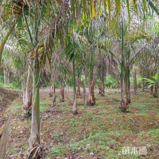 裸干高50厘米大王椰子