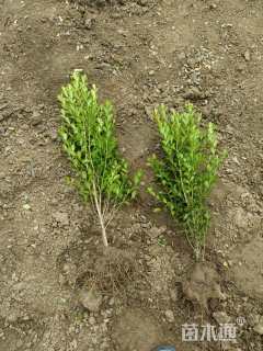 高度40厘米小叶黄杨