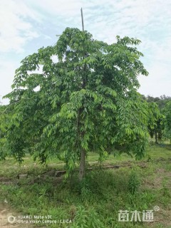 12公分垂枝樱花