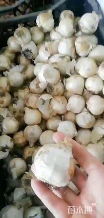 风信子种球