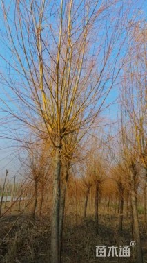 16公分金丝垂柳