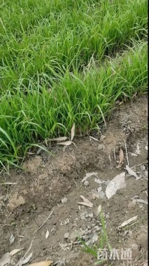 高度50厘米紫穗狼尾草