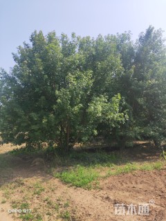 高度7厘米丛生五角枫