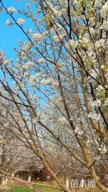 5.5公分彩叶豆梨