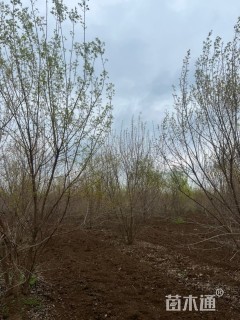 6公分(5杆)丛生朴树