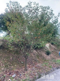 11公分日本晚樱