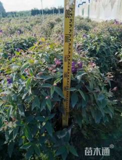 高度60厘米野牡丹球