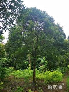 19公分大叶女贞