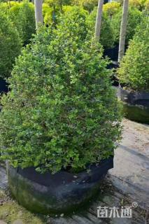 2公分造型川滇蜡树