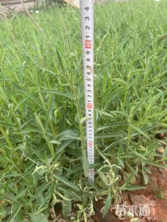 高度25厘米马鞭草