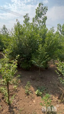 高度250厘米金银木