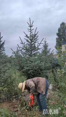 高度480厘米青海云杉