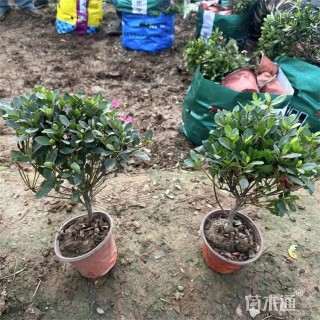 高度35厘米石岩杜鹃
