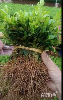 高度10厘米瓜子黄杨小苗