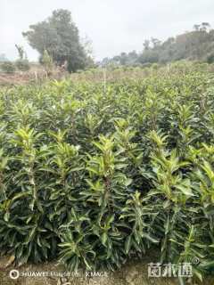 高度80厘米法国冬青