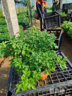 高度20厘米千头菊