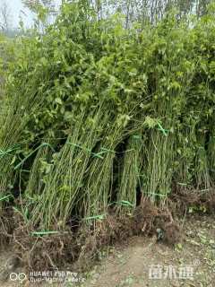 高度100厘米棣棠