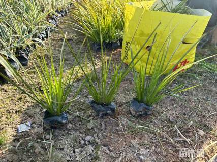 高度30厘米金叶石菖蒲