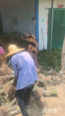 高度60厘米紫穗槐