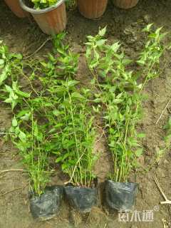 高度30厘米棣棠