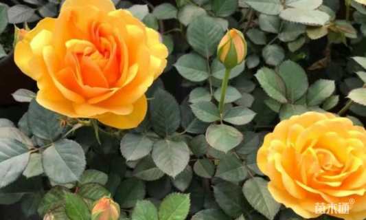 高度40厘米月季