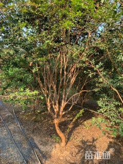 高度2500厘米嘉宝果