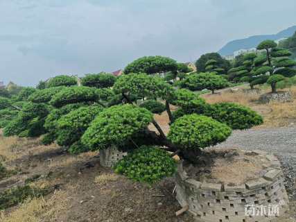 10公分罗汉松