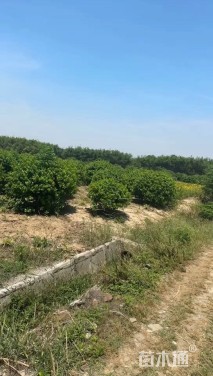 冠幅150厘米瓜子黄杨球