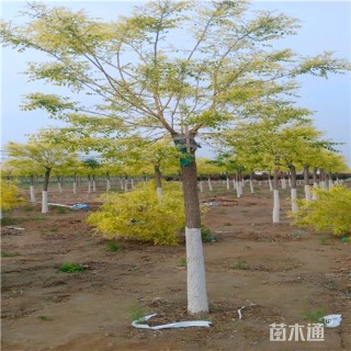 12公分金枝槐