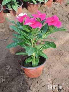 高度30厘米长春花