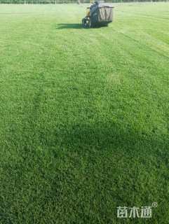 草毯状早熟禾草