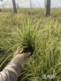 高度15厘米金叶苔草