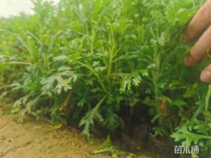 高度15厘米玛格丽特花