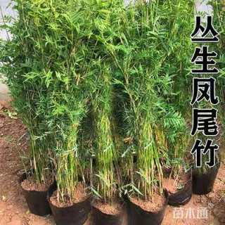 大杯苗观音竹