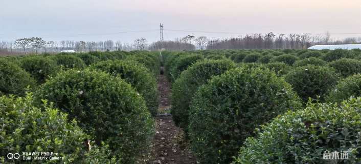 冠幅150厘米水蜡球