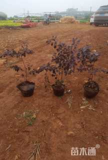 高度30厘米红花继木