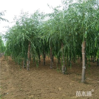 10公分金丝垂柳
