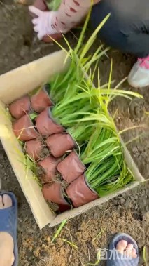 高度40厘米金叶石菖蒲