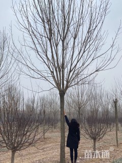 18公分白蜡