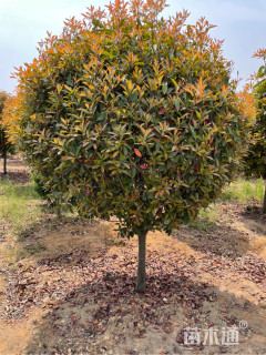 150公分高杆红叶石楠