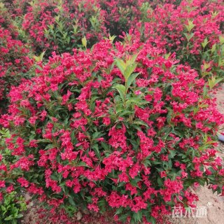高度150厘米红王子锦带球