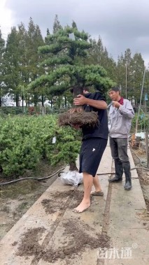 15公分罗汉松