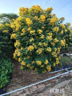40公分黄花槐