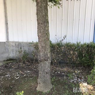 25公分香樟